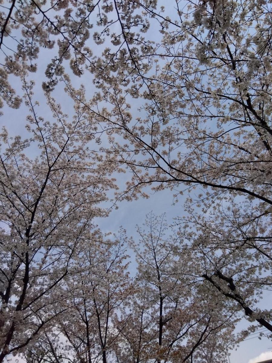 トップブログ